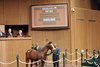 Hip 293, 2025 Keeneland January Sale