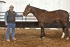 Dr. William &quot;Bill&quot; McGuire with stallion Rascal Cat at Cloud County Community College in Concordia, Kan.