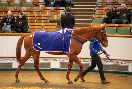 Listed winner Galashiels, consigned as Lot 124, in the ring at the Tattersalls February Sale