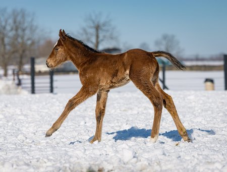 The first reported foal by Pappacap at breeder John Penn's farm near Paris, Ky.