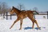 First Reported Foal by Walmac Farm&#39;s Pappacap. The colt was bred by John Penn of Pennland Farm in Paris, KY., out of the winning Liaison mare Three Halos.