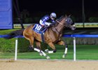 Walk of Stars wins the 2025 Al Maktoum Challenge at Meydan Racecourse