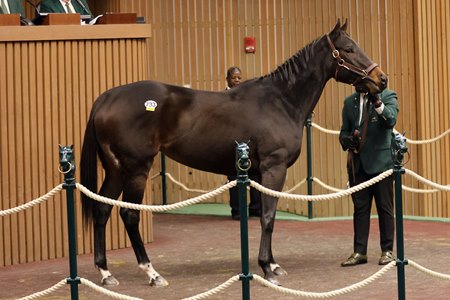 Love to Shop in the ring at the Keeneland January Sale