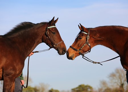 Juddmonte's homebred Prix de l'Arc de Triomphe winners Bluestocking (left) and Enable (right)