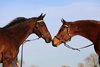 Juddmonte&#39;s homebred Prix de l&#39;Arc de Triomphe winners Bluestocking (L) and Enable (R)