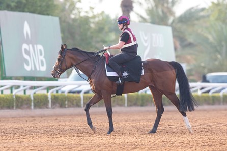 Erika Rasmussen Apples And Bananas (IRE) - Horse Profile - BloodHorse