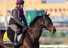 SC2025 Morning Trackwork_19 Feb 2025
Horse: Al Riffa