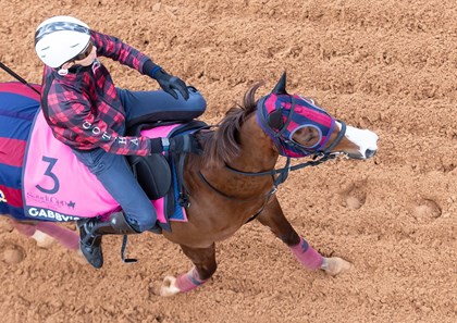 Erika Rasmussen Gabby's Sister (JPN) - Horse Profile - BloodHorse