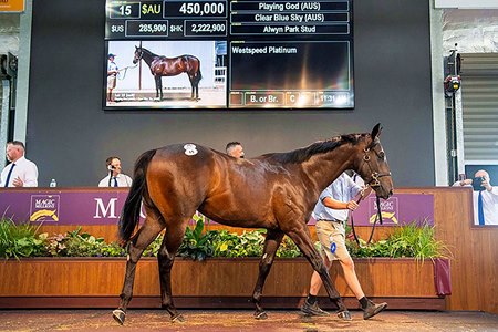 The Playing God colt consigned as Lot 15 in the ring at the Magic Millions Perth Yearling Sale 