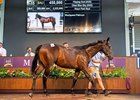 Lot 15, 2025 Magic Millions Perth Yearling Sale