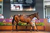 Lot 15, 2025 Magic Millions Perth Yearling Sale