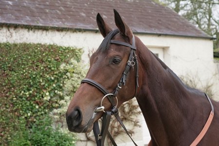 Sulaiyma, cataloged as Lot 381 to the Aga Khan February Draft Goffs Online Sale