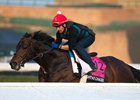 SC2025 Morning Trackwork_17 Feb 2025
Horse: Straight No Chaser (USA)