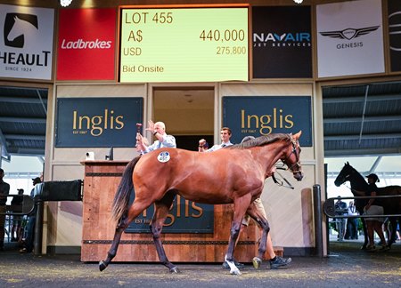 A colt by Dundeel, cataloged as Lot 455, sells for AU$440,000