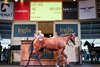 Lot 455, 2025 Inglis Classic Yearling Sale