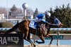 Volleyballprincess wins the 2025 Ruthless Stakes at Aqueduct Racetrack