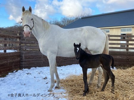 Sodashi with her Equinox filly 