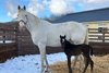 Sodashi in the snow with her Equinox filly foal