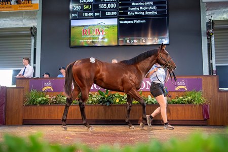 The Maschino colt consigned as Lot 350 in the ring at the Magic Millions Perth Yearling Sale