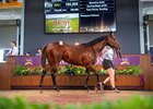 2025 Magic Millions Perth Yearling Sale, Lot 350
Maschino - Burning Magic