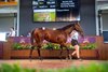 2025 Magic Millions Perth Yearling Sale, Lot 350
Maschino - Burning Magic