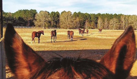 Horses graze at Red River Farms