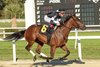 La Cara wins the 2025 Suncoast Stakes at Tampa Bay Downs