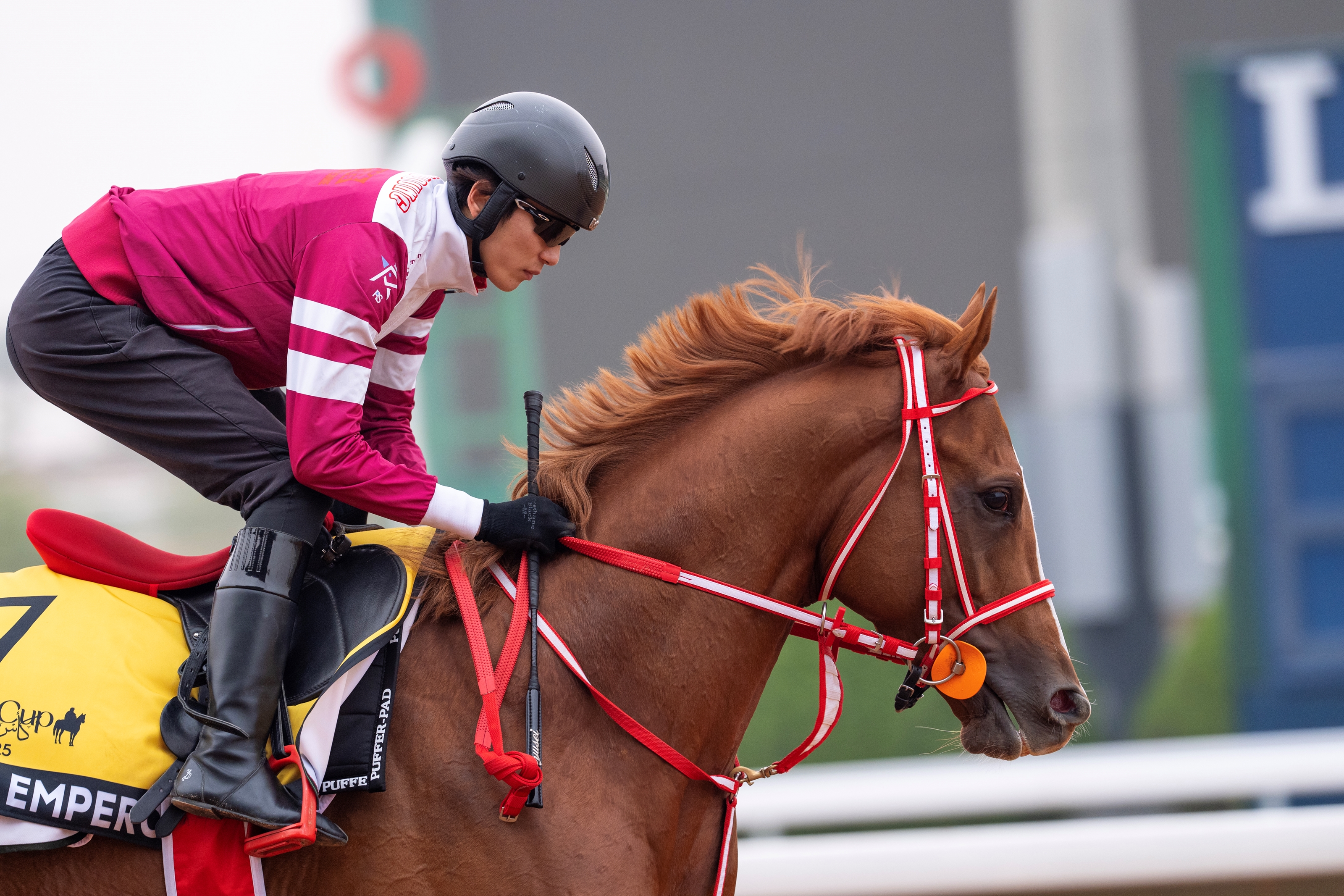 Shin Emperor (FR) - Horse Profile - BloodHorse Shin Emperor (FR) - Horse Profile - BloodHorse