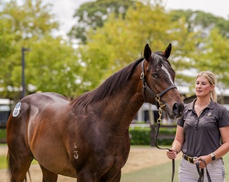 The Autumn Sun colt consigned as Lot 707 at the Inglis Classic Sale