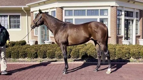 Senor Buscador Starts Stud Career at Lane's End - Video - - BloodHorse