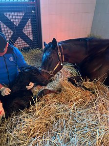 Goodnight Olive with her Not This Time colt