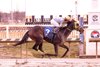 Regaled, AOC, Laurel Park, February 16 2025