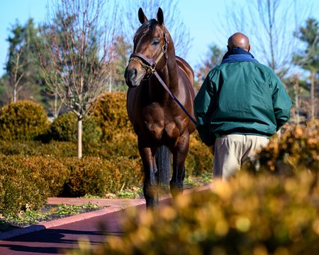 Senor Buscador at Lane's End