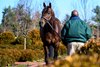 Senor Buscador
Stallion show More Than Looks, Senor Buscador and Mineshaft at Lane’s End Farm near Versailles, Ky., on Feb. 7. 2025 