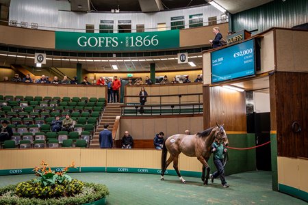 Lot 308 in the sales ring at the Goffs February Sale