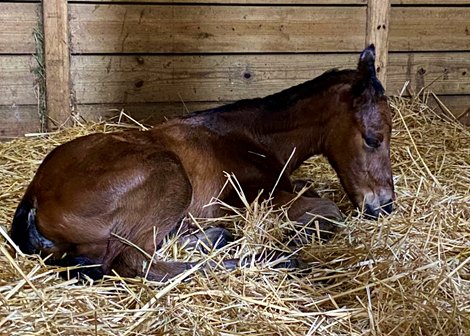 Chess Chief's First Reported Foal a Filly