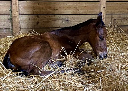 Chess Chief's first reported foal, a filly out of Dear Mama Mia