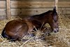 2025 filly; Chess Chief - Dear Mama Mia, by Chitu
First reported foal for Chess Chief