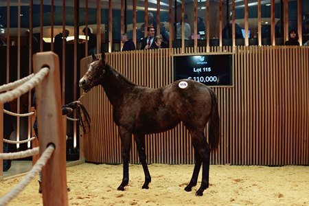 The Extreme Choice filly consigned as Lot 115 in the ring at the Arqana February Mixed Sale