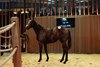 2025 Arqana February Mixed Sale, Lot 115
Arqana, 12/02/2025, photo: Zuzanna Lupa