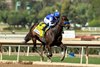 Tenma and jockey Juan Hernandez win the Grade III, $100,000 Fasig Tipton Las Virgenes Stakes, Sunday, February 2, 2025 at Santa Anita Park, Arcadia CA.
&#169; BENOIT PHOTO