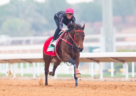 Romantic Warrior gets a feel for the main track ahead of his dirt debut in the Saudi Cup at King Abdulaziz Racecourse