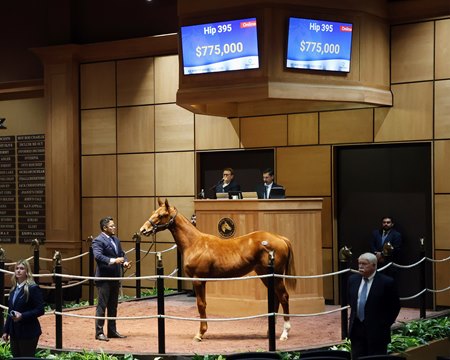 A Curlin colt out of Unbridled Mo, consigned as Hip 395, sells for $775,000 at the Fasig-Tipton Kentucky Winter Mixed Sale