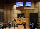 Hip 395, 2025 Fasig-Tipton Winter Mixed Sale