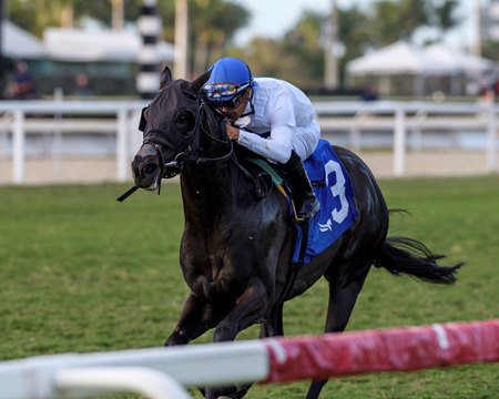 Silent Heart wins a Jan. 31 allowance optional claiming race at Gulfstream Park