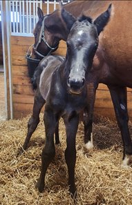 The first reported foal by Super Stock