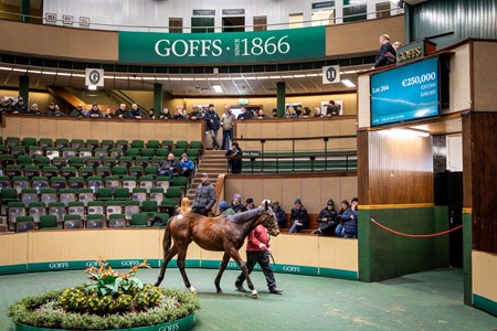 The Blue Point colt consigned as Lot 266 in the ring at the Goffs February Sale