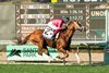 There Goes Harvard carries Lanfranco Dettori to victory in the Grade III $100,000 San Marcos Stakes Saturday, February 8, 2025 at Santa Anita Park, Arcadia, CA
Benoit Photo