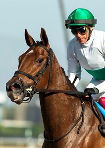 Jerry Raski Horse Racing Rashmi - Horse Profile - BloodHorse