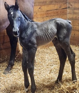 Super Stock - Horse Profile - BloodHorse